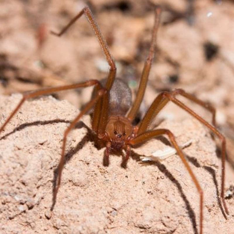 ¿Arañas violinistas? Diego Barrales Alcalá nos habla de esta peligrosa especie